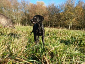 ŠTĚŇÁTKO, ŠTĚŇÁTKA, ŠTĚŇATA, ŠTĚŇE K ODBĚRU - 11