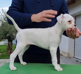 Štěňátka Německý boxer s PP - 11