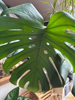 Monstera pokojovky - 11