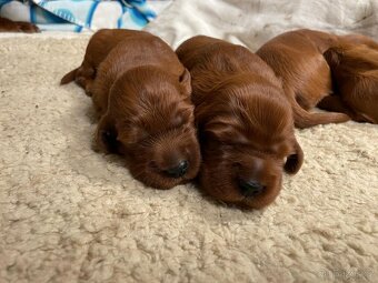 Irský setr štěňata s PP - 11