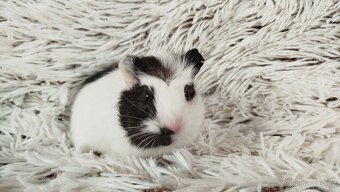 Morče, morčata, morčátko - ALVIN - 11