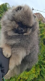 Pomeranian s PP FCI - 11
