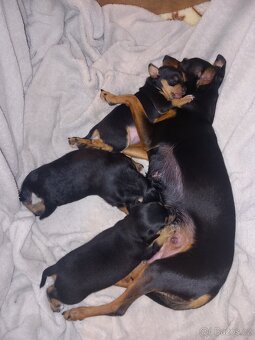 Pražský krysařík - 11