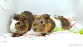 Morče, morčata, morčátko - JACOB a JAMES - 11