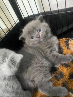 Britská kotjatka - 11