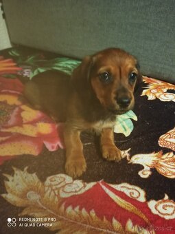 Jezevčík trpasličí krátkosrstý - 11