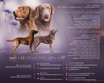 Chesapeake bay retriver (jako hnědý labrador, retrívr) s PP - 11