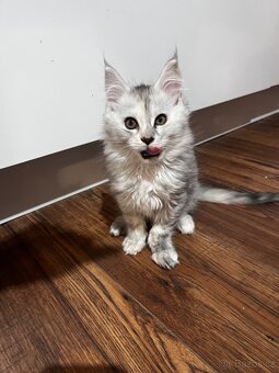 kotatko maine coon s PP/Frost - 11