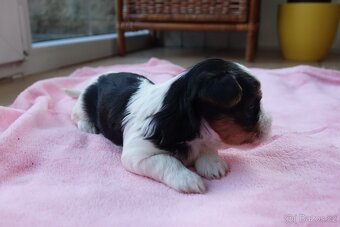 Nabízím k rezervaci štěňata biewerů - 11