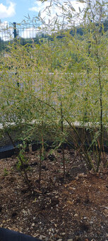 Obří mrazuvzdorný bambus phyllostachys, Vsetín - 11