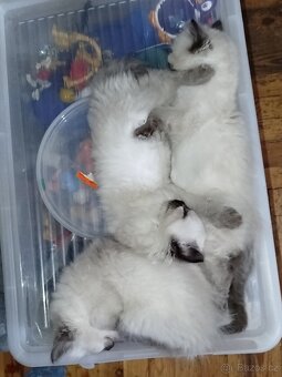 Ragdoll koťátka bez PP - 11