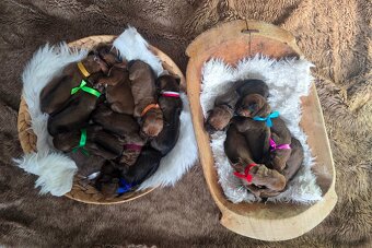 Štěňata rhodéského ridgebacka - 11