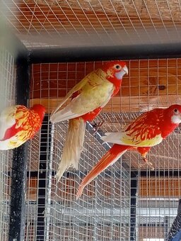 Penant zlatý pastel, agapornis, rozela rubino - 11