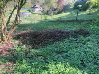 Zdarma daruji větve na podpal/ seštěpkování Senohraby - 11