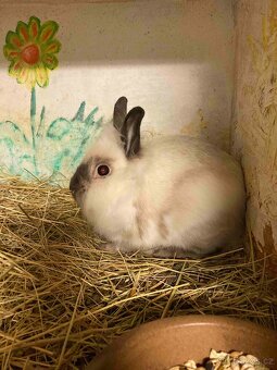 Zakrslý králíček - Červení saténoví, Lvíčci, Morčátka - 11