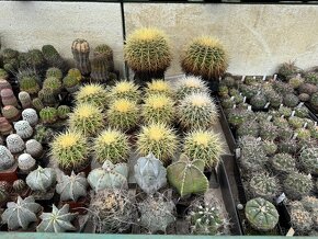 Prodám kaktusy - sbírka - 11