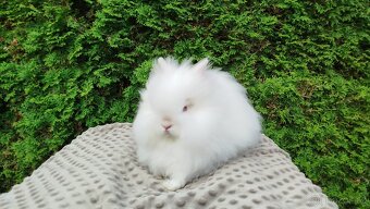 Zakrslý králík, králíček -(TEDDY)-ONDŘEJ - 11