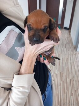 Rhodesky Ridgeback - 11