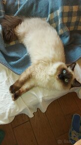 Ragdoll kocur na krytie - 11
