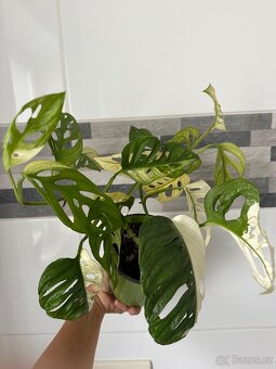 Monstera Adansonii Japanese Tricolor - 11