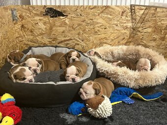 Anglický buldok s PP FCI - 11