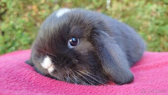 Zakrslý beránek, králíček, králík - DAN - 11
