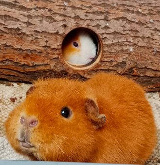 US Teddy morče - 11