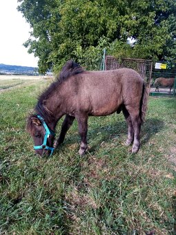 Shetland pony s pp - 11