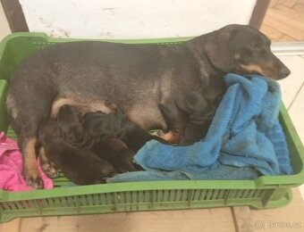 štěně jezevčík hladkosrstý standardní - 11