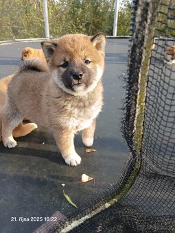 Shiba-Inu   - štěňata - 11