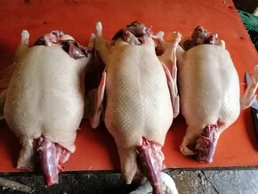 Domácí kuřata  a kachny - 11