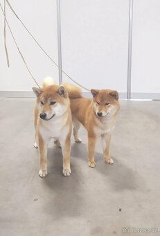 Shiba inu s PP - 11