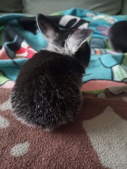 Zakrslý beránek králíček - 11