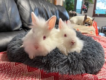 ZAKRSLÝ králíček - 🐰 Klucí ♥️ - 11