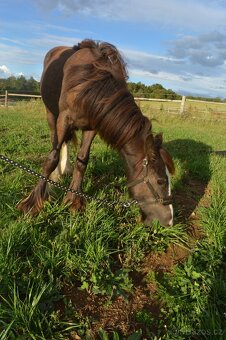 Prodej Irského Coba - 11