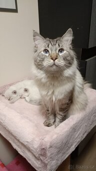 Koťátka Ragdoll - vánoční překvapení - již rezervována - 11