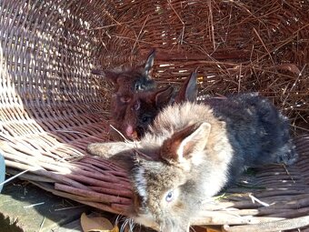 Zakrslý králík - 11