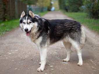 GYMY K ADOPCI - přátelský parťák - 11