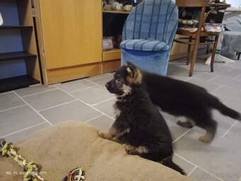 Německý ovčák štěňata - 11