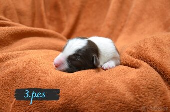 BORDER COLLIE - 11