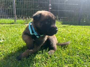 Belgický ovčák - malinois s PP - 11