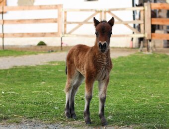 NĚŽNÁ minihorse klisna - 11