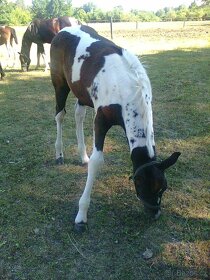 Prodám více koní - 11