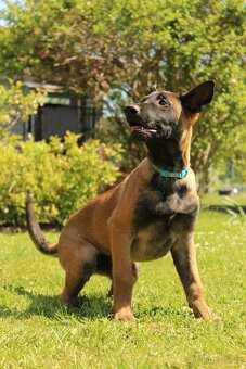Belgický ovčák malinois - 11