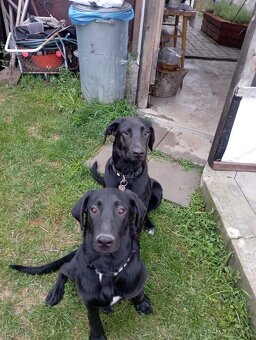 Labernese štěňátka - 11