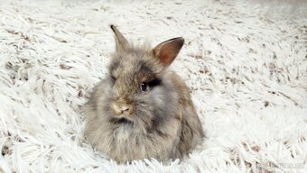 Zakrslý králík, králíček - HARRY - 11