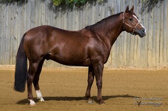 Dvouletý valach QH cutting - 11