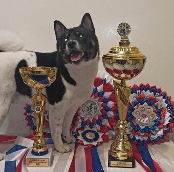 Shiba inu pinto s PP-1.vrh v ČR - 11