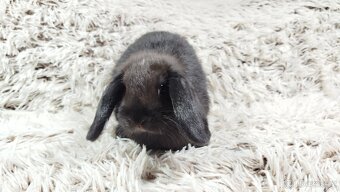 Zakrslý beránek, králíček, králík - BIBI - 11