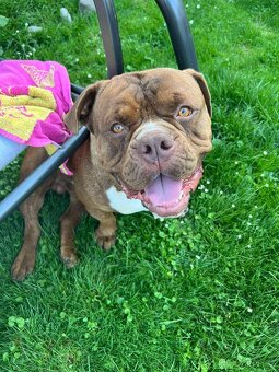 American Bully hledá milující domov - 11